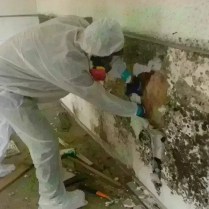 Mold Remediation and Removal in Oakley, CA